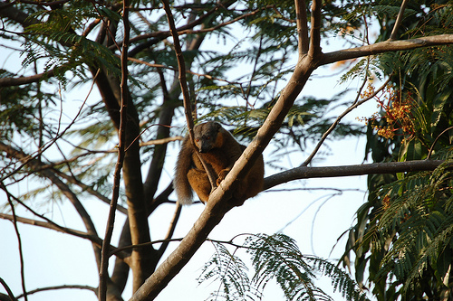 Madagascar 2006